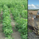 Les plants de quinoa semés à 60 cm entre les rangs en début floraison en juillet (gauche) et les plants à maturité en septembre (droite). Le plant du milieu tenu par Félix a produit davantage de panicules (entre rang : 60 cm) que les deux autres plants (entre rang : 10 cm).
Source: Agri-Réseau
Crédit photo: Félix Moore et Christine Rieux
