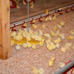 balance à poulets
