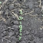 Canola : date et dose de semis pour réussir