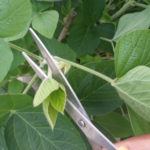 Comment obtenir plus de rendement dans le soya?