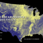 Les zones où les abeilles disparaissent le plus sont en jaune alors qu'elles sont nombreuses dans les zones en bleu.
Source: Phys.org