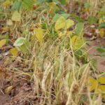 Semer des engrais verts sur un sol gelé?