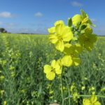 La plante de moutarde Carinata ressemble à la plante de canola.
PHOTO: AGRISOMA BIOSCIENCES