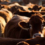 herd of cows