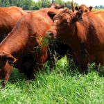 PHOTO: CANADIAN CATTLEMEN