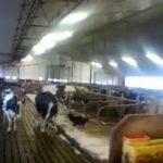 IMAGE: PURINA PROACTIV