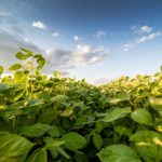 Une année record de soya en Amérique du Nord