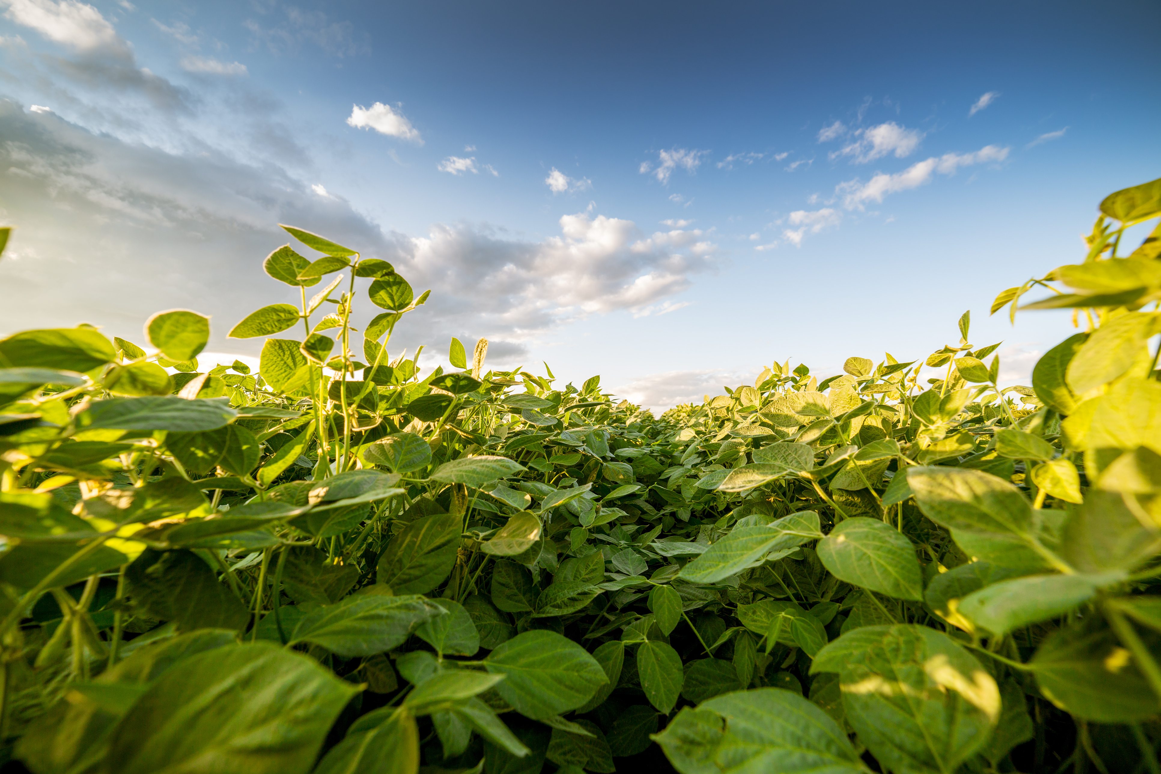 Une année record de soya en Amérique du Nord