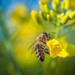 Chute de 34% de la production de miel