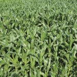 Quels nouveaux rendements proposera le USDA : les dés sont lancés!