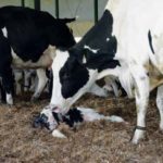 Le vêlage : avec ou sans assistance?