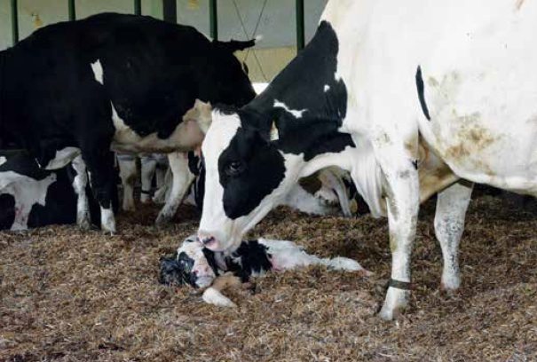 Le v&ecirc;lage : avec ou sans assistance?