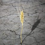 La volatilité des prix et le blé