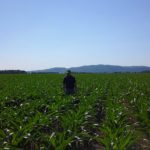 À quoi s’attendre suite à un semis tardif?