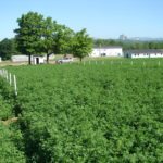 Augmenter la production laitière