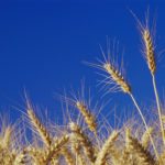 Close-up of wheat crops in a field