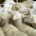 aglomeration in a flock of sheep