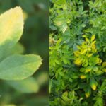 Météo, cicadelle de la pomme de terre, lessivage du soufre… les défis de l’été 2017 dans les fourrages