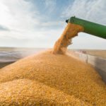 Pouring corn grain into tractor trailer after harvest