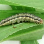 Larve et ses patrons de couleur. Photo: Laboratoire de diagnostic en phytoprotection, MAPAQ