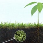 La matière organique est-elle formée à partir de plantes ou de microbes?