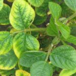 Soya carencé en minéraux.
Source: Field Crop News