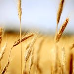 Quand semer le blé d’hiver?