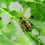 Source: Laboratoire de diagnostic en phytoprotection - MAPAQ