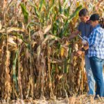 Marché des grains: Regain pour les prix