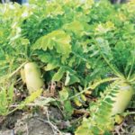 Avantages de semer le radis et le blé d’automne en même temps