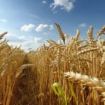 Améliorer la résistance à l’hiver du blé
