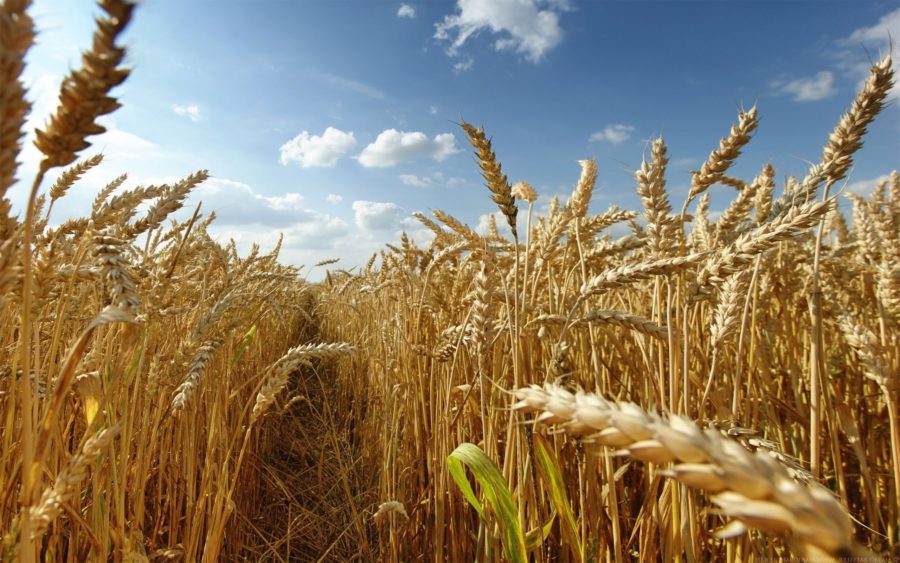 Améliorer la résistance à l’hiver du blé