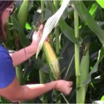  Quelle sera la qualité du maïs-ensilage cette année ?