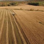 Début de récolte du soya