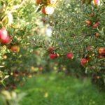 Encore plus de pommes!