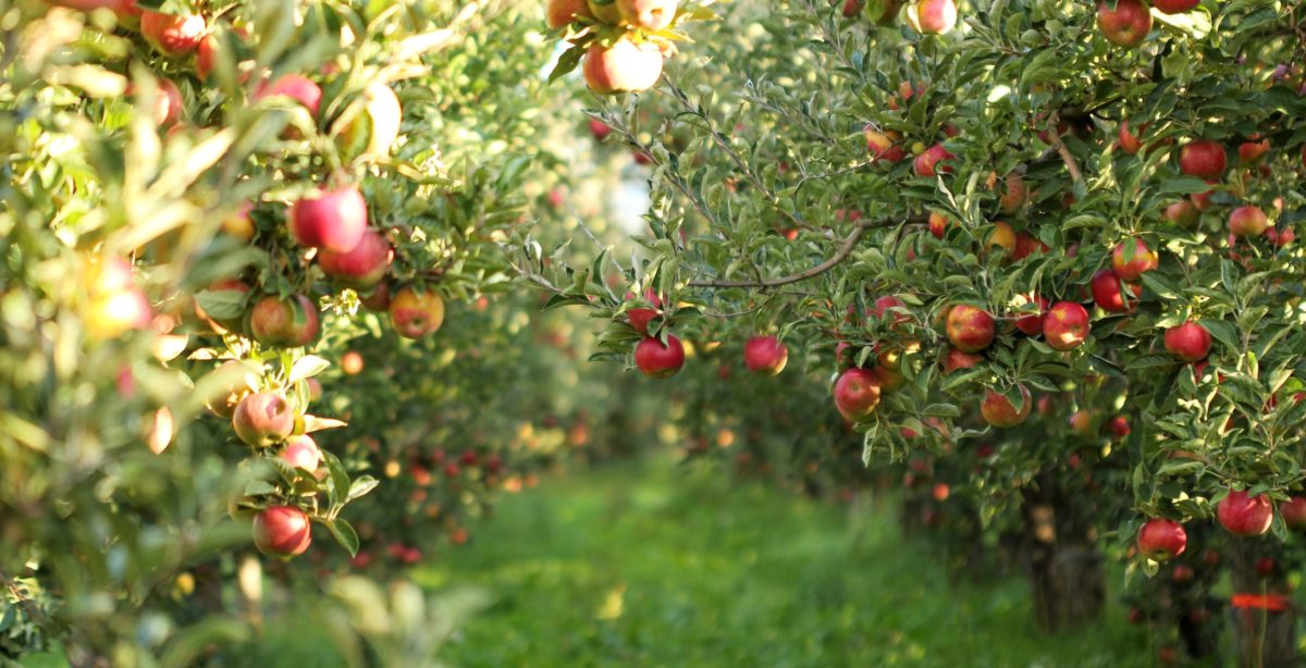 Encore plus de pommes!