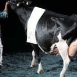 Une Championne Suprême « made in Québec »!