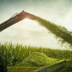 Pas facile pour le maïs-ensilage