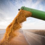 Selon Missy Baeur, 300 boisseaux (18,8 t/ha) est un objectif réalisable.