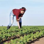 Recensement de l’agriculture 2016 : les tendances au Québec