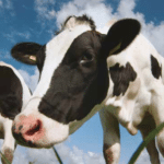 Avez-vous déjà pensé à laisser du lait aux vaches fraîchement vêlées?