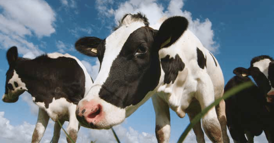 Avez-vous déjà pensé à laisser du lait aux vaches fraîchement vêlées?