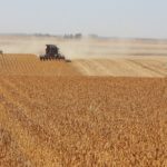 Le soya trébuche avec le pic de la récolte