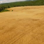 Les résultats des essais céréales 2017 du RGCQ sont maintenant en ligne