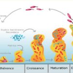 Cette image décrit les étapes de la formation et de la dispersion d’un biofilm. IMAGE: MARIO JACQUES