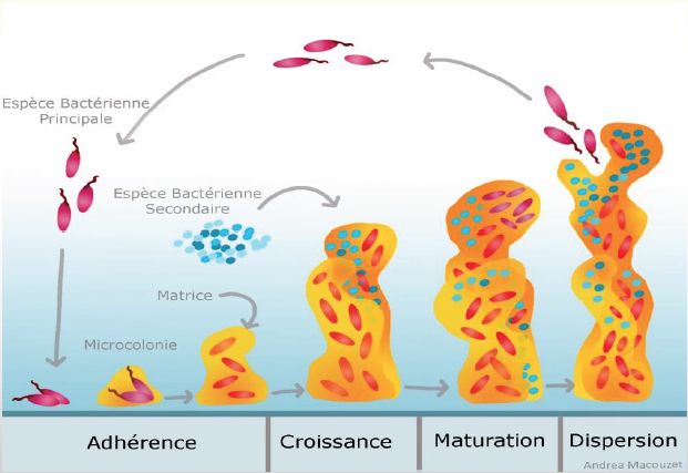 Cette image décrit les étapes de la formation et de la dispersion d’un biofilm. IMAGE: MARIO JACQUES