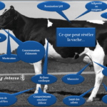 L'élevage de précision touche tous les aspects de la production laitière. IMAGE: JEFFREY BEWLEY