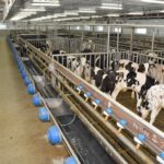 Toutes les fermes de veaux de lait de Délimax-Montpax sont en cours de modernisation pour satisfaire les nouvelles normes de bien-être animal. PHOTO: MARIE-JOSÉE PARENT