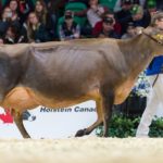 La Jersey Musqui Iatola Martha, qui remporte pour une 3e fois le prix de Grande Championne suprême à Toronto.
Source: Milksource Genetics