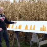 Quel est l’effet d’une mauvaise levée sur le rendement à l’automne?